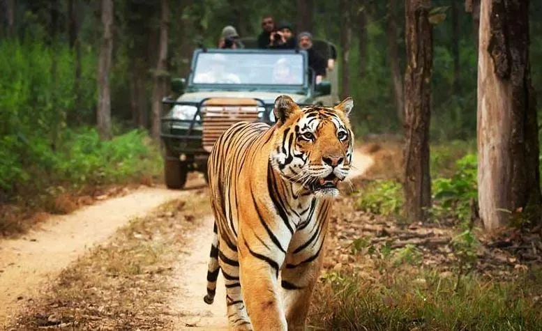 Tadoba and Pench Jungle Safari Tour from Nagpur
